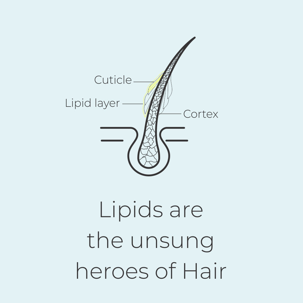 Lipids are the unsung heroes of the hair