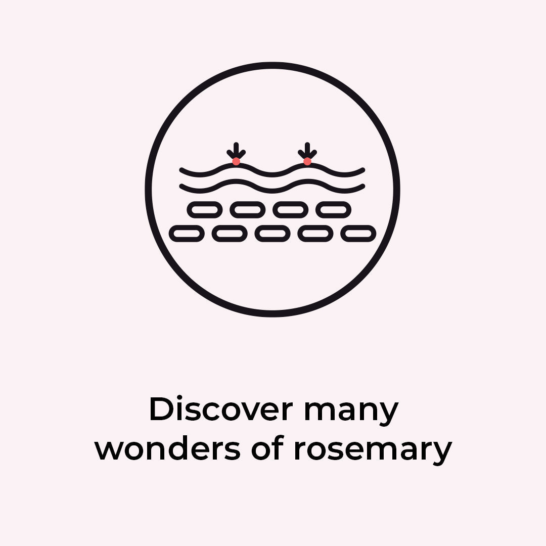 Discover many wonders of rosemary